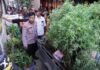 NEKAT TANAM GANJA DI POT PADA LOTENG RUMAH, PRIA DI AMANKAN POLISI