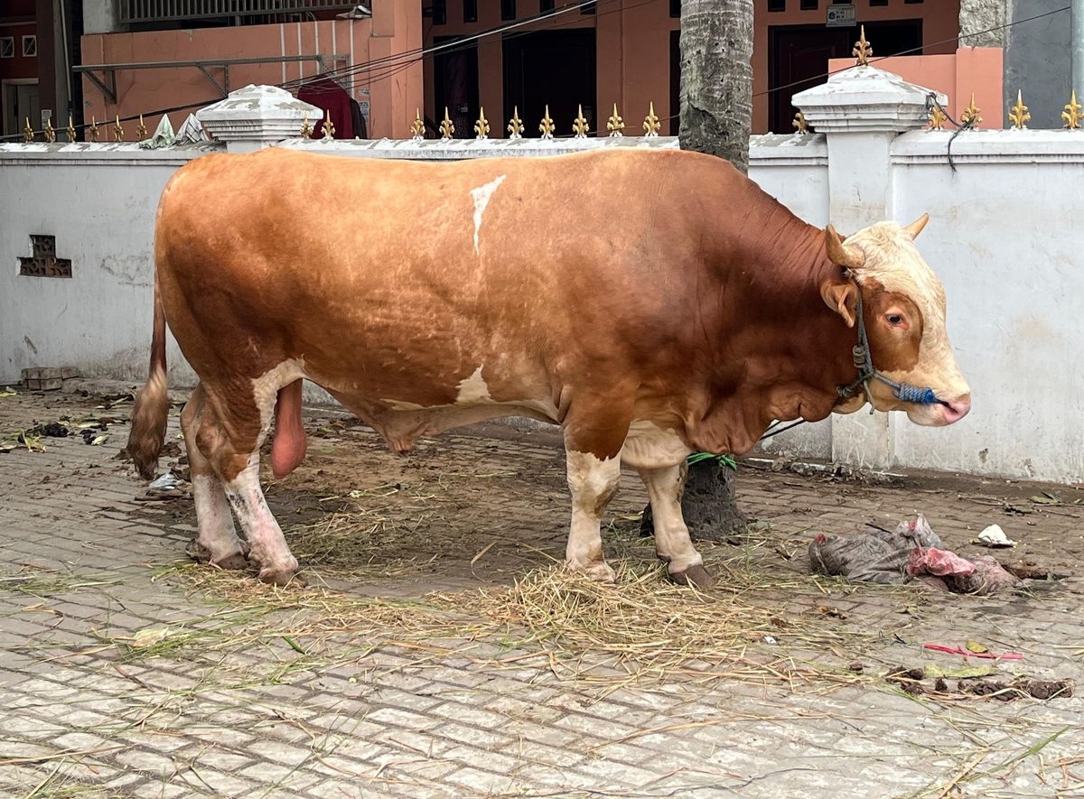 PENAMPAKAN SAPI KURBAN PRESIDEN PRABOWO DI MASJID JAMI’ AL-ICHROM