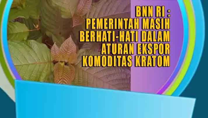 BNN RI : PEMERINTAH MASIH BERHATI-HATI DALAM ATURAN EKSPOR KOMODITAS KRATOM