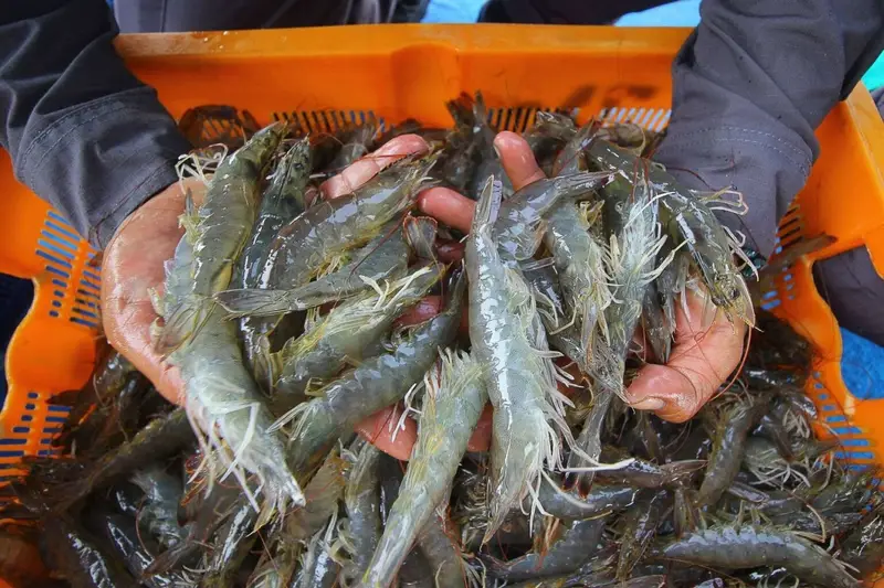 RATUSAN TON UDANG WINDU KALTIM SENILAI 173 MILIAR DIEKSPOR KE PASAR GLOBAL INTERNASIONAL