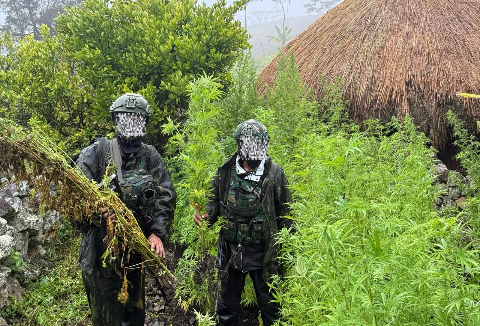 SATGAS PAMTAS RI-PNG TEMUKAN LADANG DAN 5000 BATANG GANJA DI YAHUKIMO