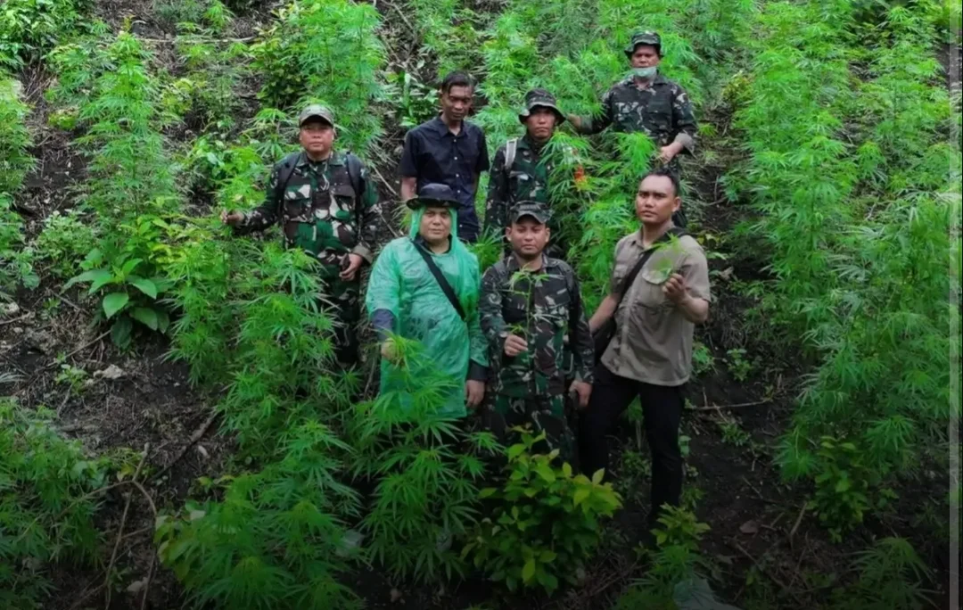 PERSONEL KODIM 0101/BANDA ACEH TEMUKAN LADANG GANJA SELUAS 2,5 HEKTAR