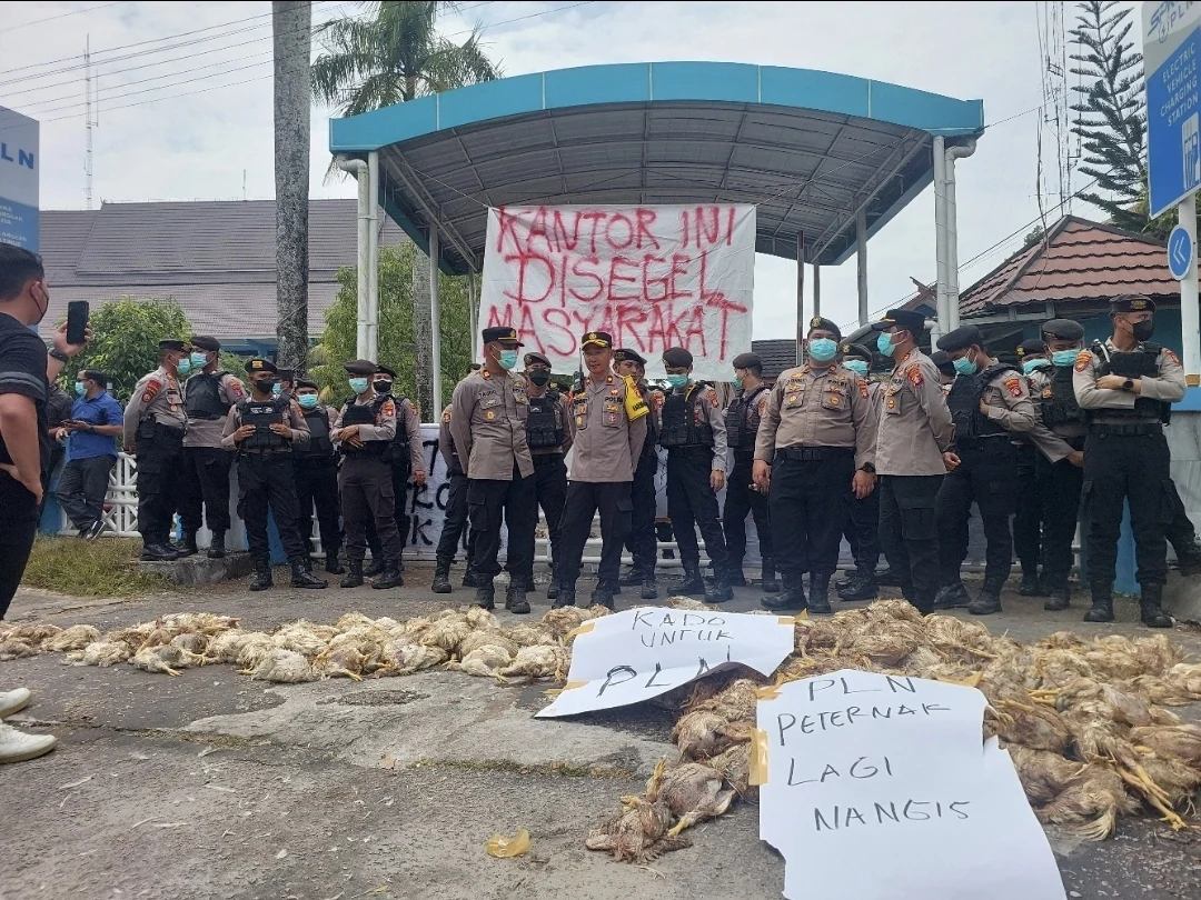 AKSI PROTES PETERNAK AYAM BAWA BANGKAI KE PLN, LISTRIK PADAM BERULANG, 5000 AYAM MATI