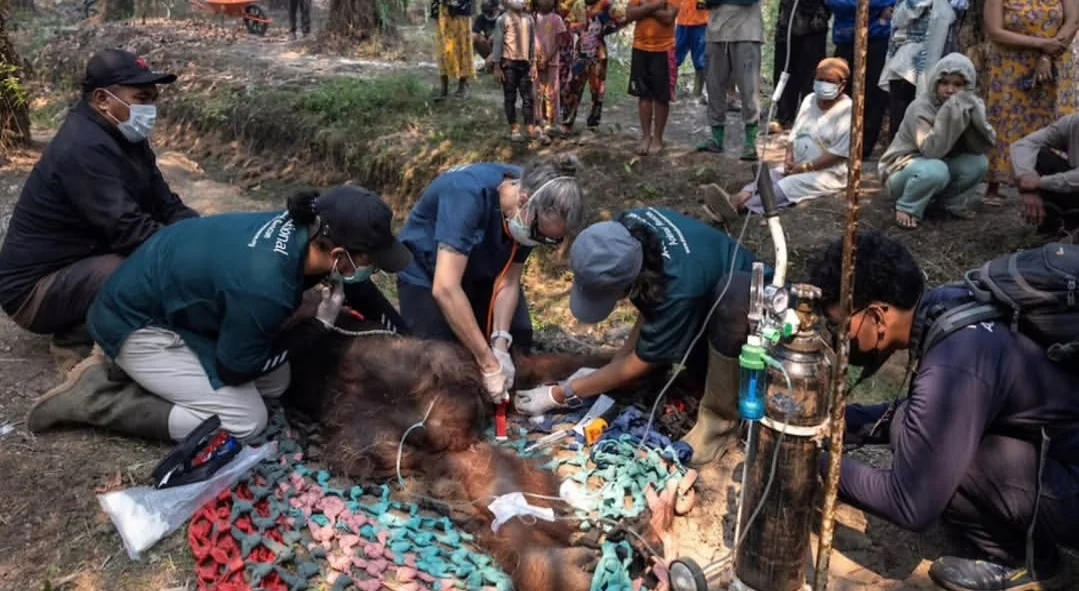 DIDUGA AKIBAT KARHUTLA, SEEKOR ORANGUTAN DITEMUKAN TERGELETAK LEMAS DAN KEJANG-KEJANG