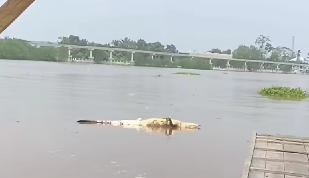 MAYAT BUAYA UKURAN 5 METER MENGAMBANG DI SUNGAI SIAK HEBOHKAN WARGA