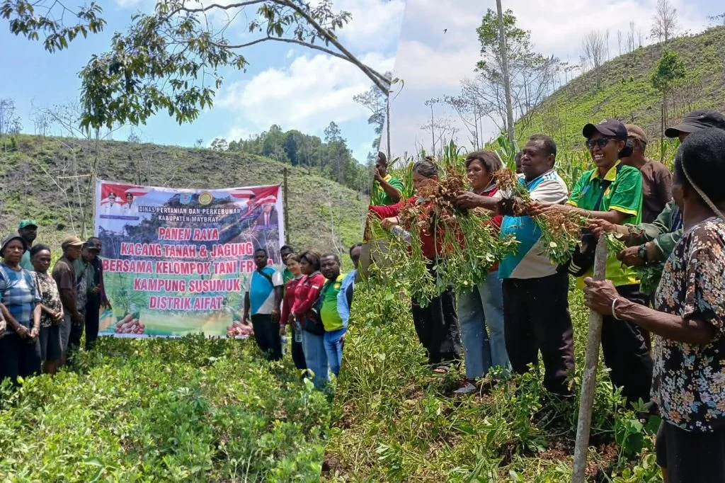 WUJUDKAN KEMANDIRIAN PANGAN LOKAL, PEMKAB MAYBRAT GELAR PANEN RAYA KACANG TANAH DAN JAGUNG DI SUSUMUK