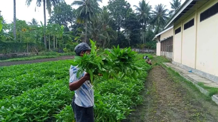 WARGA BINAAN LAPAS PALU PANEN KETERAMPILAN DARI LAHAN SAE DI SIGI