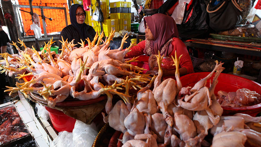 HARGA AYAM TEMBUS RP50.000/KG, PEMPROV SUMUT TERJUN KE PASAR