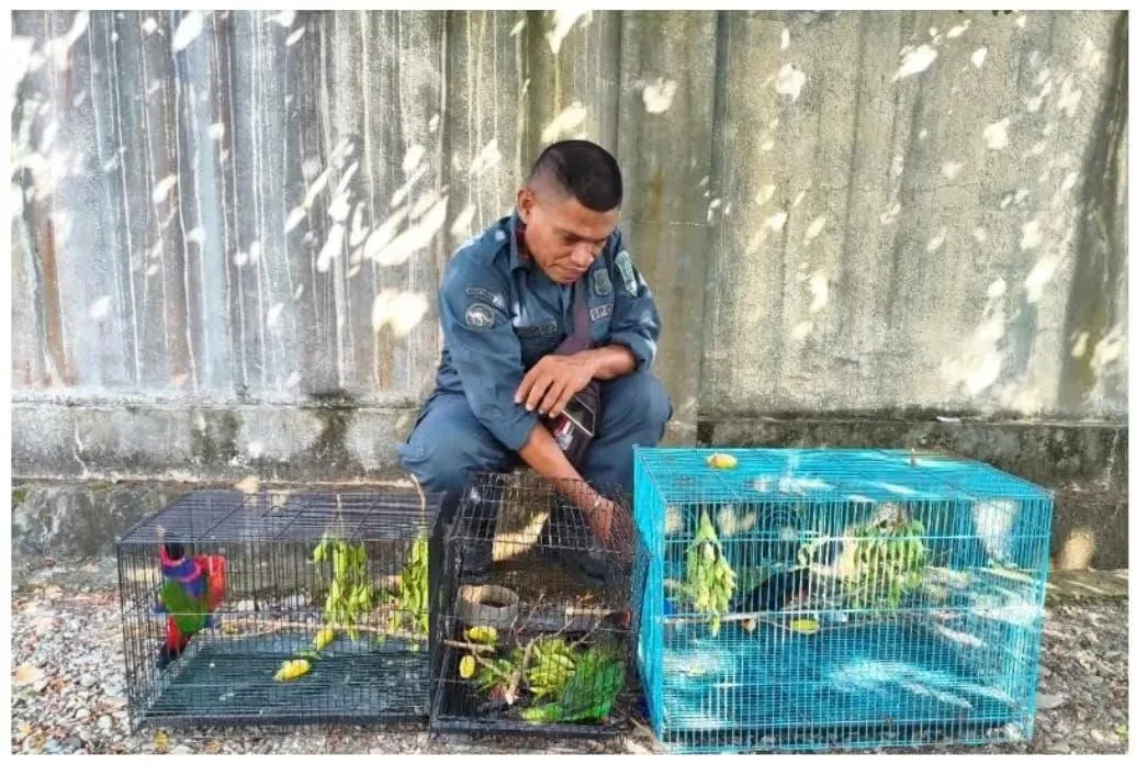 BONGKAR JARINGAN KEJAHATAN SIBER SATWA, KEMENHUT TETAPKAN TIGA TERSANGKA PERDAGANGAN BURUNG ENDEMIK PAPUA DI TIMIKA