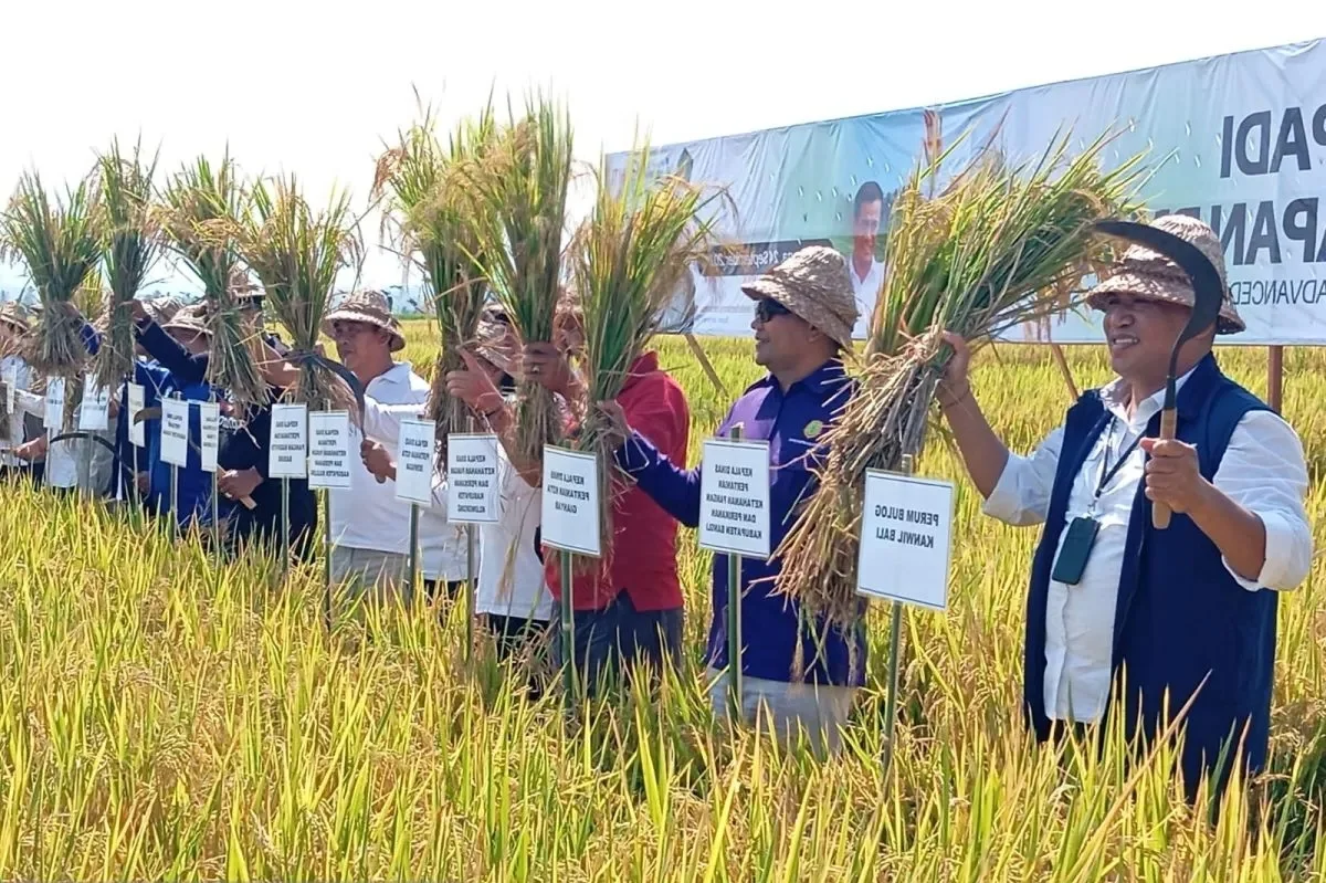 TIRU JEMBRANA, PEMKAB GIANYAR ADOPSI TEKNOLOGI PM-AAS UNTUK DONGKRAK PRODUKTIVITAS PADI