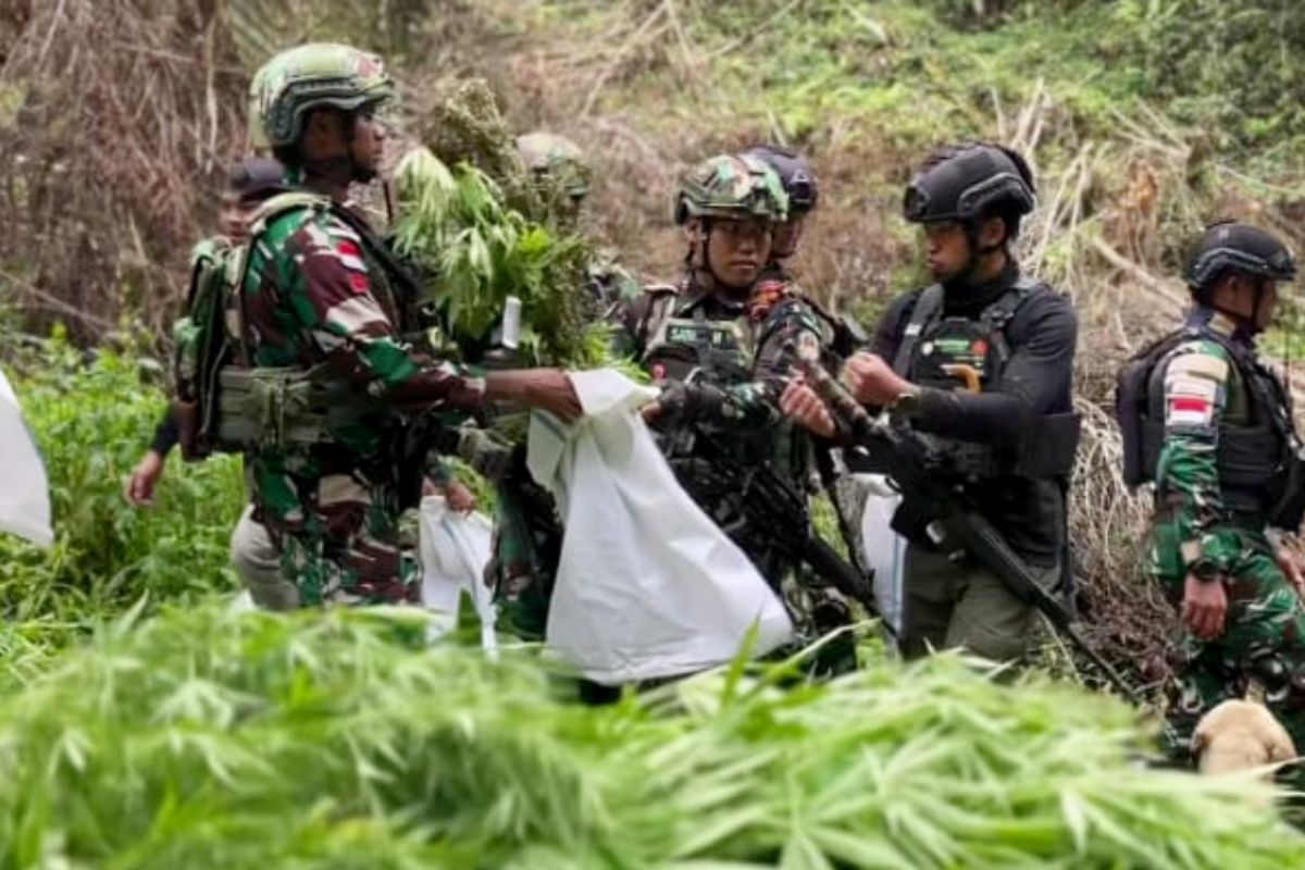 SAPU BERSIH PEREDARAN NARKOBA DI PEDALAMAN, SATGAS TNI TEMUKAN DAN AMANKAN 1.347 BATANG GANJA DI HUTAN PEGUBIN