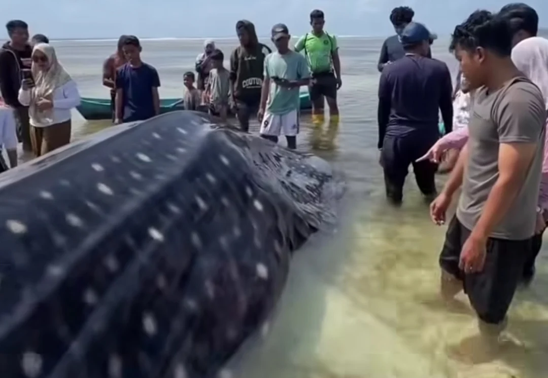 HIU PAUS TERDAMPAR DI PERAIRAN DANGKAL MATAHORA WAKATOBI, WARGA GOTONG ROYONG EVAKUASI KE LAUT DALAM