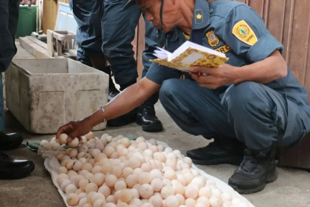 BONGKAR MODUS BARU PENYELUNDUPAN TELUR SATWA DILINDUNGI DI MIMIKA, KEMENHUT TETAPKAN EMPAT TERSANGKA