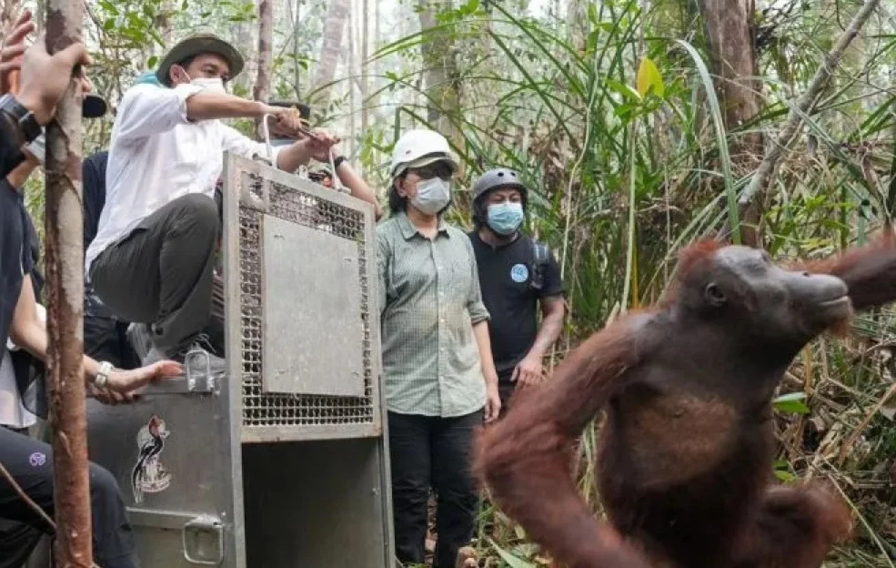 MENHUT LEPAS LIAR DUA ORANGUTAN SELAMATAN SAWIT KETAPANG, INGATKAN HUTAN MASIH TERANCAM