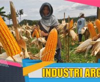 Ilustrasi Sektor Industri Agro Berkontribusi 51,16% Terhadap Pertumbuhan Industri Pengolahan Nonmigas.